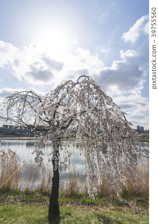 Hwarang Amusement Park, Ansan City, Gyeonggi-do Hwarang Amusement Park, Ansan City, Gyeonggi-do 39755560