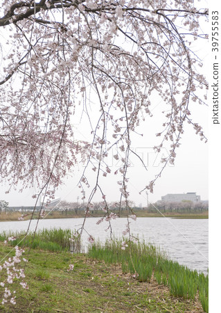 Hwarang遊樂園,安山市,京畿道 Hwarang遊樂園,安山市,京畿道 39755583
