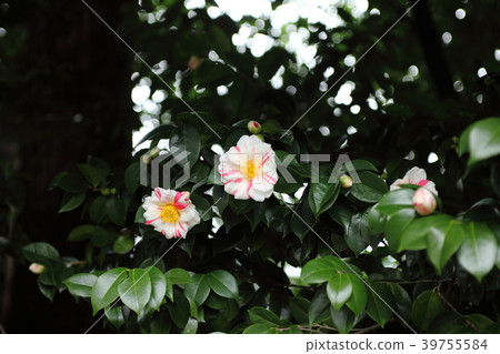 Shonangu的山茶花 Shonangu的山茶花 39755584