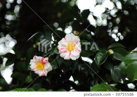 Shonangu的山茶花 39755586