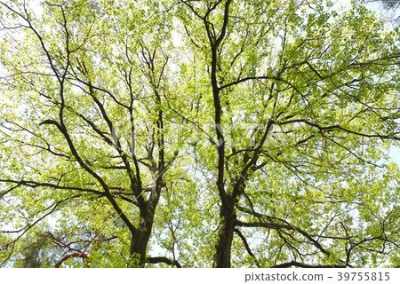 Fresh green forest 39755815