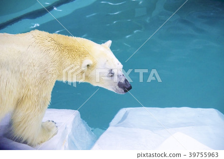 Polar Bear in the Adventure World of Nanki Shirahama, Wakayama Prefecture Polar Bear in the Adventure World of Nanki Shirahama, Wakayama Prefecture 39755963