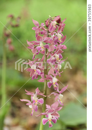 Ebene Ebene 39755983