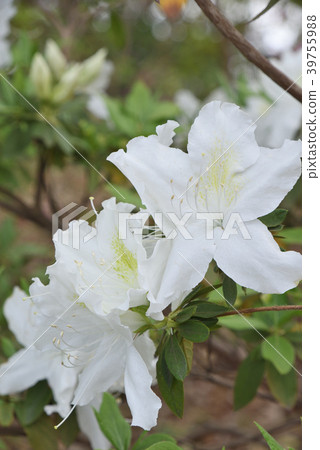杜鵑花（白孔雀） 39755988