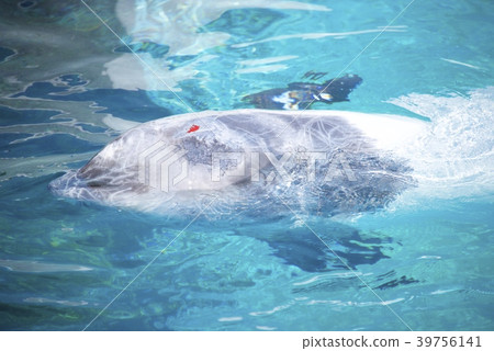 Hanagondou of Adventure World in Nanki Shirahama, Wakayama Prefecture 39756141