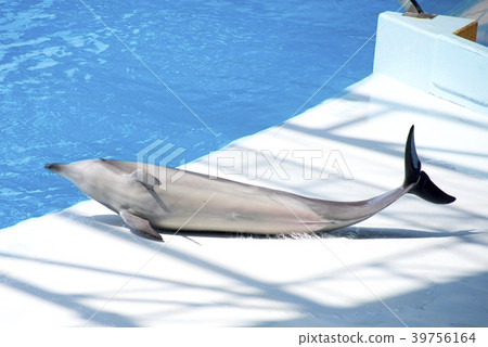 Dolphin Show of Adventure World in Nanki Shirahama, Wakayama Prefecture 39756164