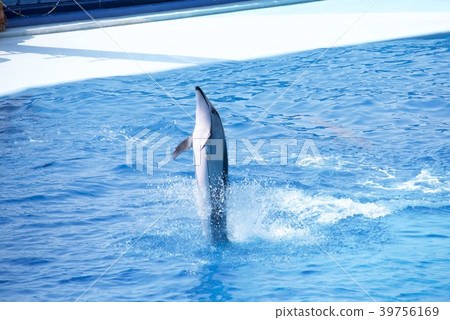 Dolphin Show of Adventure World in Nanki Shirahama, Wakayama Prefecture 39756169