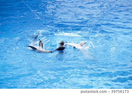 Dolphin Show of Adventure World in Nanki Shirahama, Wakayama Prefecture 39756173