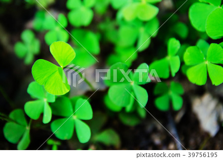 Green four leaf clovers 39756195