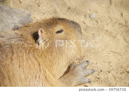 和歌山縣南紀白濱冒險世界的水豚 39756738