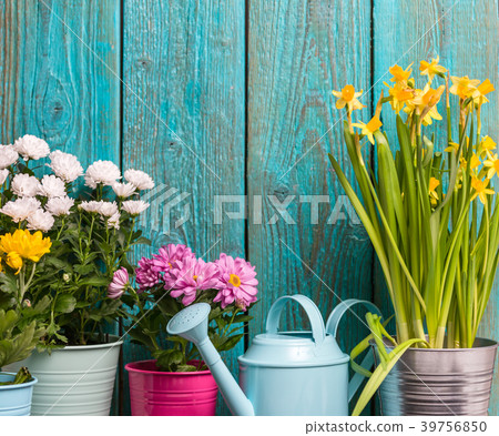 Photo of colorful chrysanthemums in pots near Photo of colorful chrysanthemums in pots near 39756850