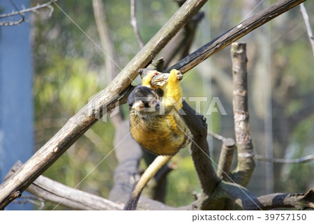 Bolivian Squirrel Monkey of Adventure World in Nanki Shirahama, Wakayama Prefecture Bolivian Squirrel Monkey of Adventure World in Nanki Shirahama, Wakayama Prefecture 39757150