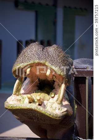 Hippo in the adventure world of Nanki Shirahama, Wakayama Prefecture (Feeding) 39757215