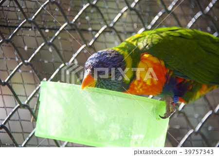 Wakiyama Nanki Shirahama Adventure World's Adventure World 39757343