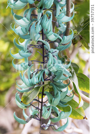 Flowering in bloom 39757351
