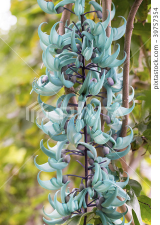 Flowering in bloom 39757354