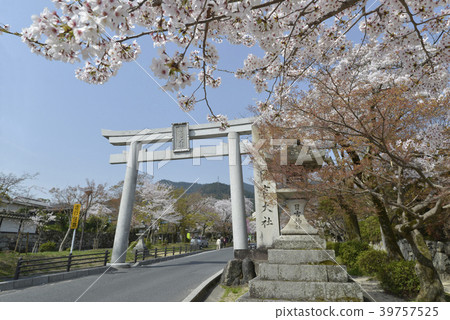 Hiyoshi Taisei Torii Torii 39757525