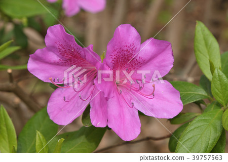 杜鵑花(大紫色) 杜鵑花(大紫色) 39757563