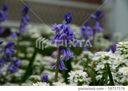 Hyacinth Hyacinth 39757576