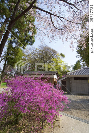Cherry blossoms and Kobanomitsubatsuji of Ashida Shrine in Nishinomiya City, Hyogo Prefecture 39757721