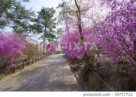Cherry blossoms and Kobanomitsubatsuji of Ashida Shrine in Nishinomiya City, Hyogo Prefecture 39757722