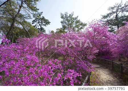 Kobanomitsubatsuji of Ashida Shrine in Nishinomiya City, Hyogo Prefecture Kobanomitsubatsuji of Ashida Shrine in Nishinomiya City, Hyogo Prefecture 39757791