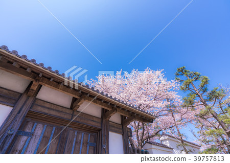 櫻花在日本的春天Shinobu城堡 39757813
