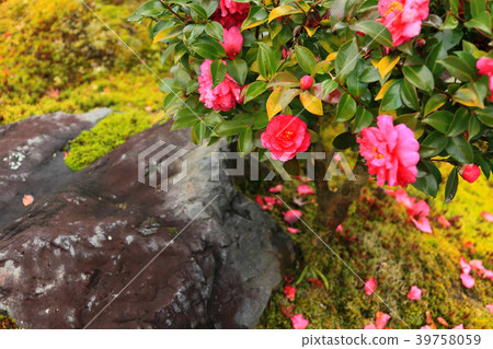 Rose flower that blooms in the ground after the rain Rose flower that blooms in the ground after the rain 39758059