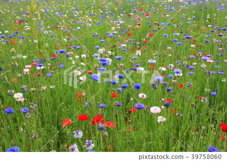 春天的花朵擁擠的綠地 39758060