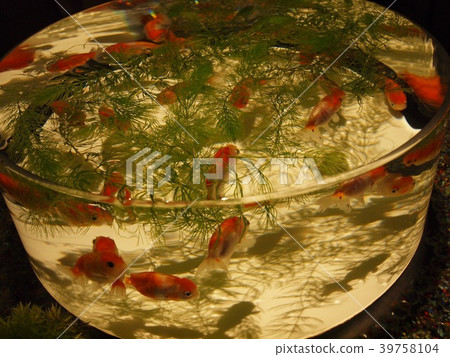 金魚 金魚 39758104