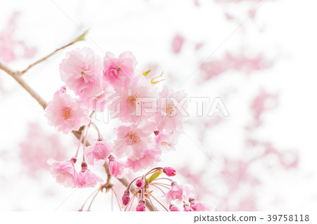 雙櫻花 39758118