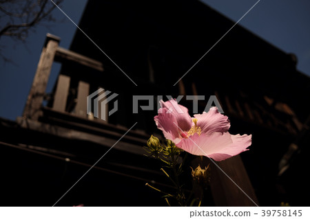 Fuyo花 39758145