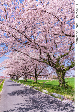 Spring in Japan Spring cherry blossoms at Saitama Gyoda City Minuma Park 39758181