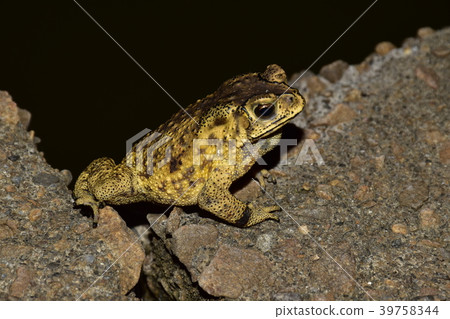 黑眶蟾蜍 黑眶蟾蜍 39758344