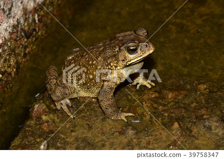 黑眶蟾蜍 黑眶蟾蜍 39758347