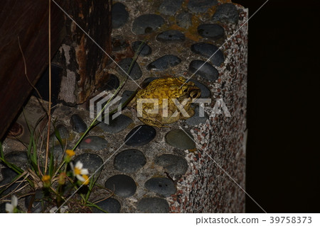 黑眶蟾蜍交配 黑眶蟾蜍交配 39758373