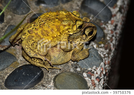 黑眶蟾蜍交配 39758376