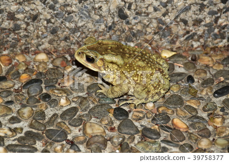 黑框蟾蜍 39758377