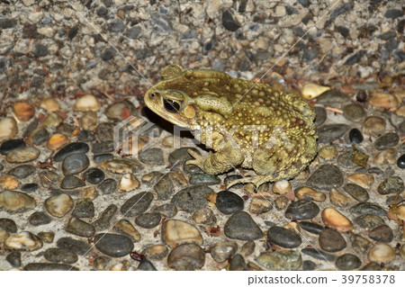 黑眶蟾蜍 黑眶蟾蜍 39758378