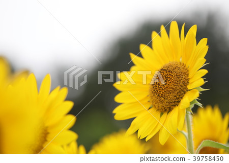 向日葵 39758450