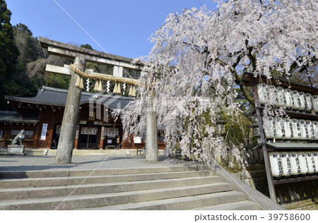 Oishi Shrine Torii and Oishi Sakura Oishi Shrine Torii and Oishi Sakura 39758600