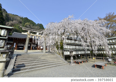 Oishi Shrine Oishi Sakura 39758601