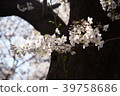 櫻花 39758686