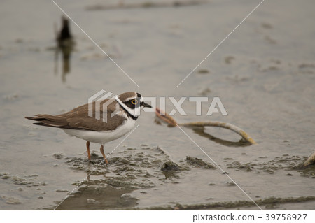 Little bird to take a break in the lotus field Little bird to take a break in the lotus field 39758927