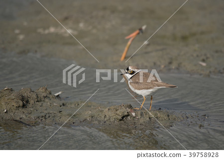 Beautiful little cub 39758928