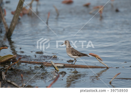 White field of lotus field 39758930