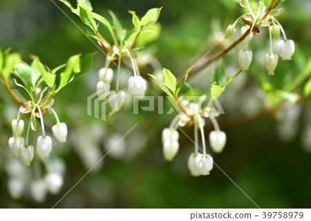 白色的Enkianthus perulatus在花園裡盛開 白色的Enkianthus perulatus在花園裡盛開 39758979