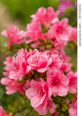 Azalea of Heisei Azalea Park 39759041