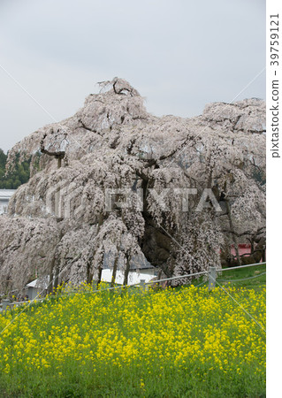 Cherry blossoms Cherry blossoms 39759121