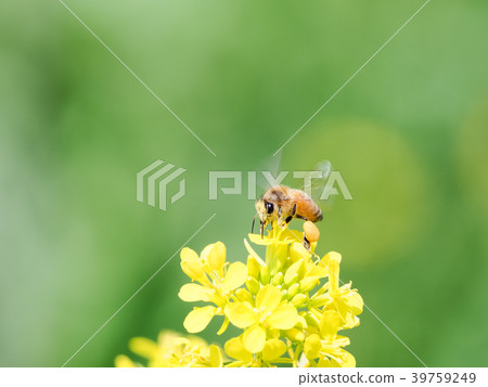 Bee on a rapeseed 39759249
